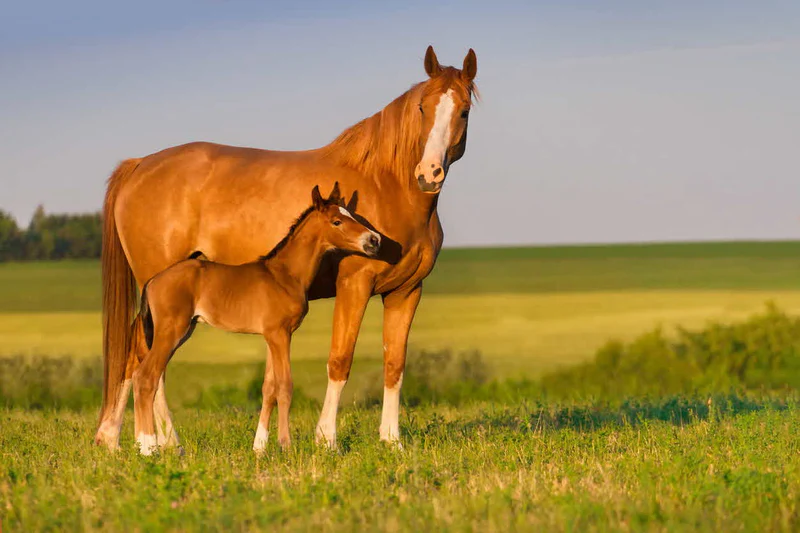 Healthy Mare